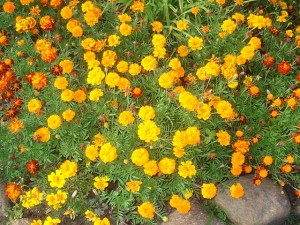 Marigolds - 12 Mosquito Repelling Plants