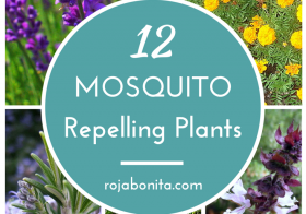 Dress up your patio with these 12 mosquito repelling plants