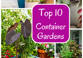 Top 10 Container Gardens for Your Patio