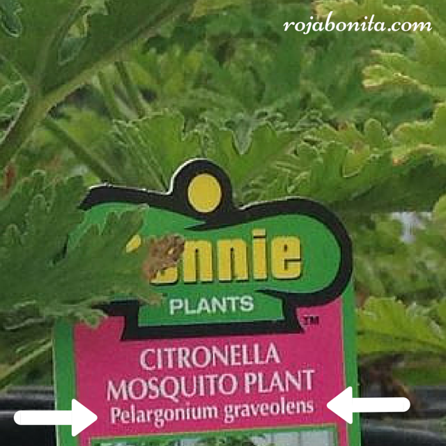 Check the label! Only Cymbopogon nardus and Citronella winterianus actually contain Citronnela