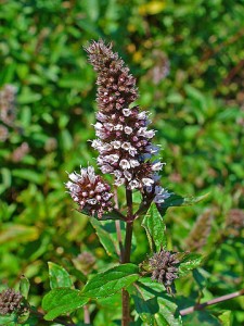 Peppermint - 12 Mosquito Repelling Plants