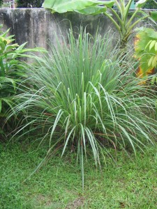 Citronella Grass  - 12 Mosquito Repelling Plants