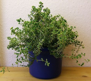 Lemon Thyme - 12 Mosquito Repelling Plants
