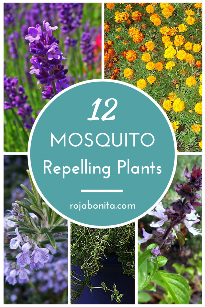 Dress up your patio with these 12 mosquito repelling plants | rojabonita