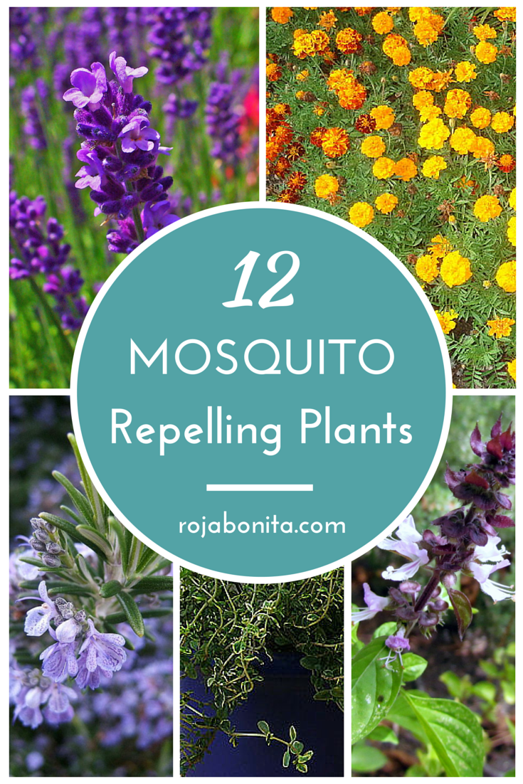 12 Gorgeous Mosquito Repelling Plants