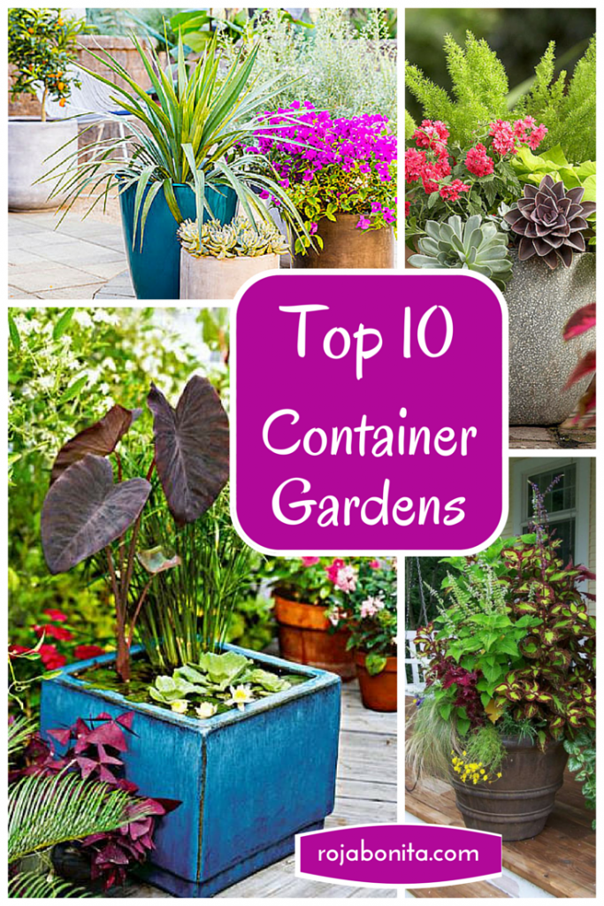 Top 10 Container Gardens for Your Patio | rojabonita