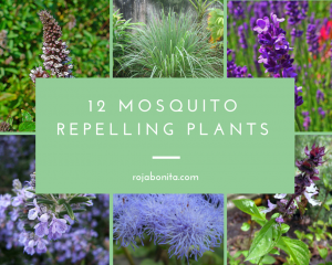 12 Gorgeous Mosquito Repelling Plants