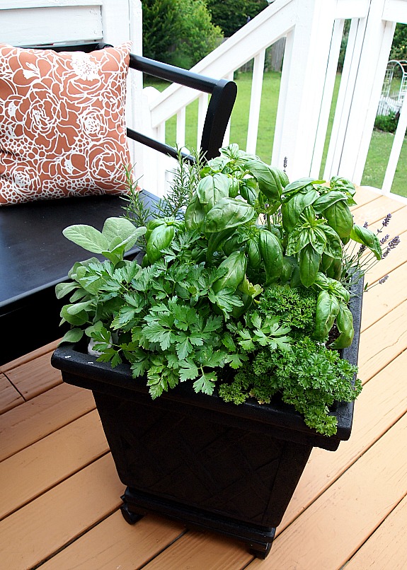 10 Container Gardening Ideas | Herb Garden