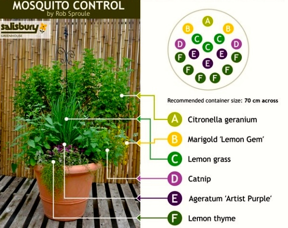 Mosquito Control in One Pot | 10 Container Gardening Ideas
