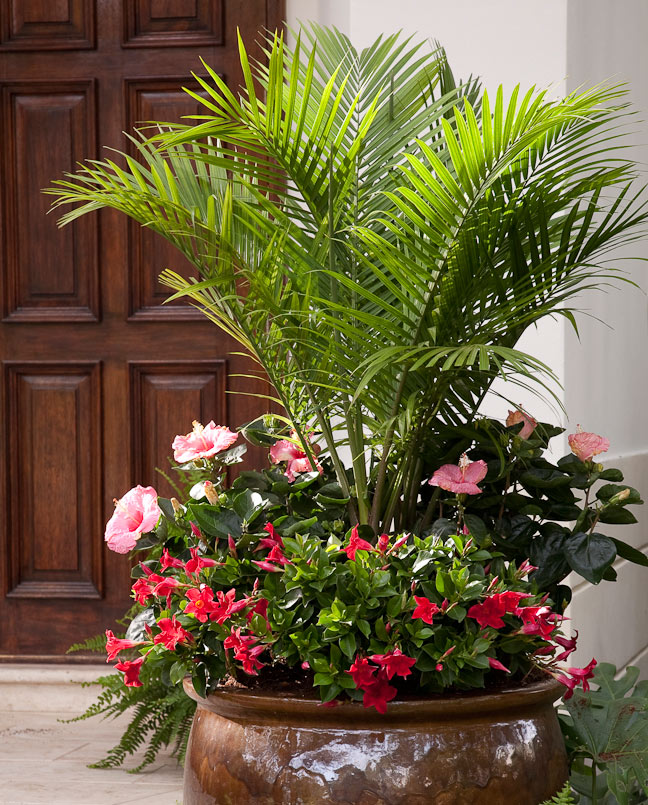 10 Container Gardening Ideas | Palm Tree and Tropical Flowers